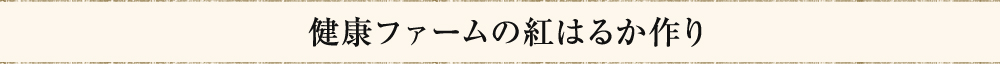 健康ファームの紅はるか作り