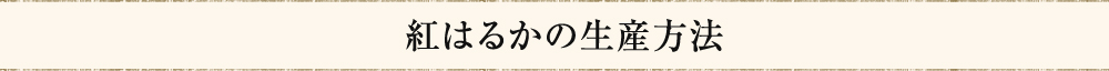 紅はるかの生産方法